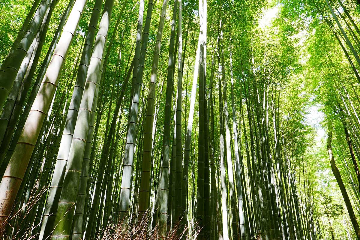 Tall timber Moso Bamboo forest